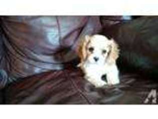 Cavalier King Charles Spaniel Puppy for sale in Happy Valley, OR, USA