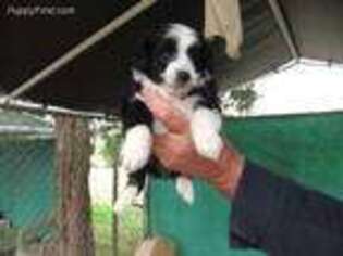 Mutt Puppy for sale in Fort Lawn, SC, USA