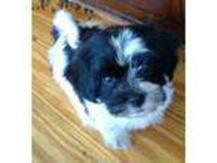 Havanese Puppy for sale in Freeman, MO, USA