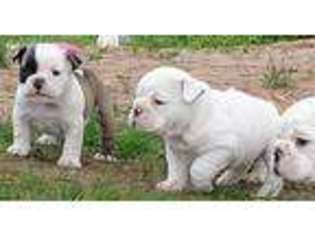 Bulldog Puppy for sale in Webster, WI, USA