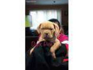 American Bull Dogue De Bordeaux Puppy for sale in Westport, MA, USA