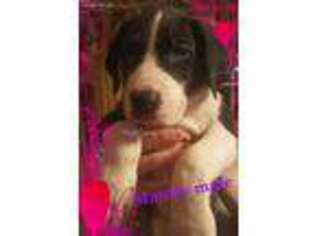Great Dane Puppy for sale in Louisville, TN, USA
