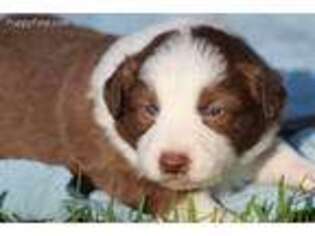 Border Collie Puppy for sale in Tylertown, MS, USA