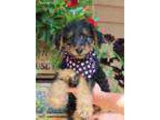 Airedale Terrier Puppy for sale in Norton, MA, USA