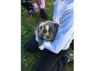 Olde English Bulldogge Puppy for sale in Carroll, NE, USA