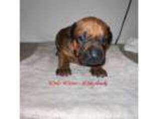 Rhodesian Ridgeback Puppy for sale in Vernon, TX, USA