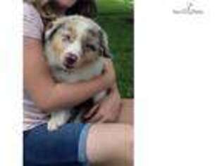 Australian Shepherd Puppy for sale in Tulsa, OK, USA