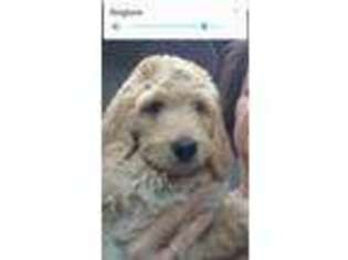Goldendoodle Puppy for sale in Sandyville, OH, USA