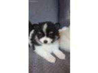 Pomeranian Puppy for sale in Mount Airy, NC, USA