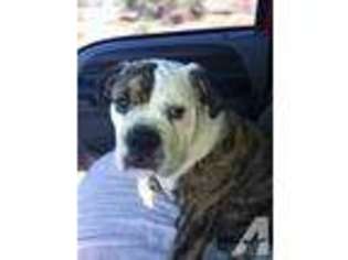 Bulldog Puppy for sale in INEZ, TX, USA