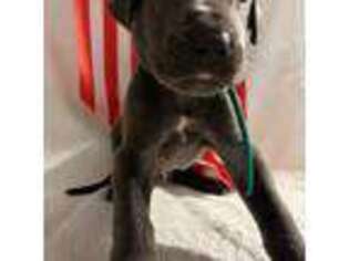 Great Dane Puppy for sale in Astor, FL, USA