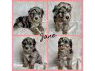 Australian Shepherd Puppy for sale in Manchester, OH, USA
