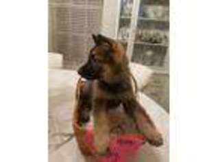 German Shepherd Dog Puppy for sale in Rockledge, FL, USA