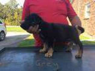 German Shepherd Dog Puppy for sale in Shepherdsville, KY, USA