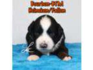 Mutt Puppy for sale in Elgin, OR, USA