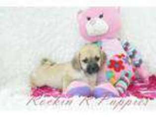 Puggle Puppy for sale in Pottersville, MO, USA