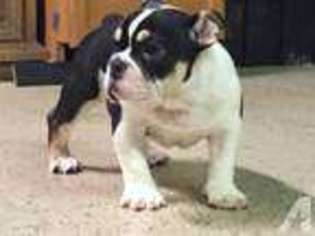Bulldog Puppy for sale in HAWTHORNE, CA, USA