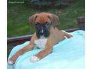 Boxer Puppy for sale in Beach City, OH, USA