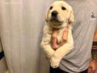 Goldendoodle Puppy for sale in Asheboro, NC, USA