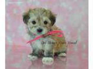 Yorkshire Terrier Puppy for sale in Revere, MO, USA
