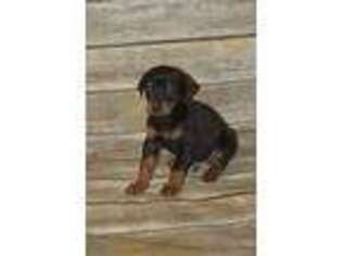 Doberman Pinscher Puppy for sale in Clifton, ID, USA