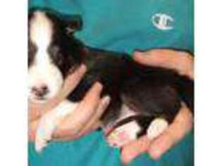 Shetland Sheepdog Puppy for sale in Berkeley Springs, WV, USA