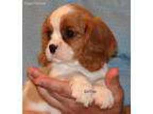 Cavalier King Charles Spaniel Puppy for sale in Homosassa, FL, USA