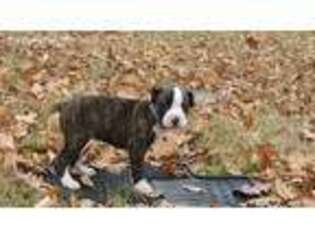 Boxer Puppy for sale in Suffolk, VA, USA
