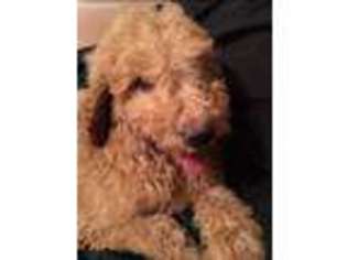 Labradoodle Puppy for sale in Flossmoor, IL, USA