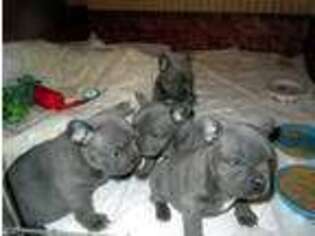 French Bulldog Puppy for sale in Waverly, IA, USA