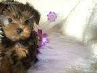 Yorkshire Terrier Puppy for sale in Deltona, FL, USA