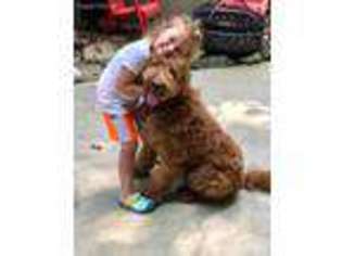 Labradoodle Puppy for sale in Chapmansboro, TN, USA