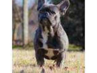 French Bulldog Puppy for sale in Milwaukee, WI, USA