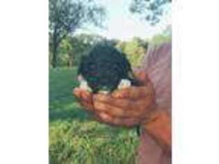 Portuguese Water Dog Puppy for sale in Versailles, MO, USA