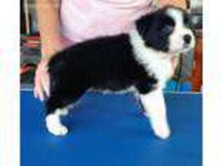 Border Collie Puppy for sale in Opelika, AL, USA