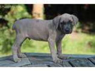 Cane Corso Puppy for sale in Upper Marlboro, MD, USA