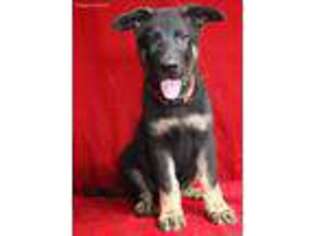 German Shepherd Dog Puppy for sale in Paw Paw, MI, USA