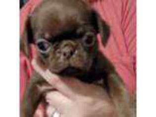 Pug Puppy for sale in Wallace, SC, USA