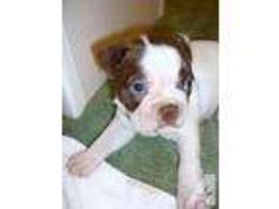 Boston Terrier Puppy for sale in PLANT CITY, FL, USA