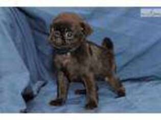Pug Puppy for sale in Louisville, KY, USA