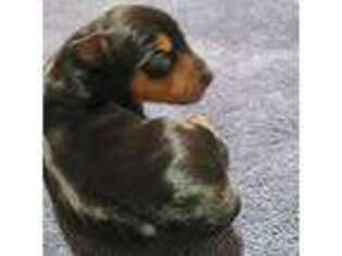 Miniature Pinscher Puppy for sale in Phelan, CA, USA