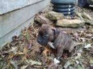 Staffordshire Bull Terrier Puppy for sale in Fayette, AL, USA
