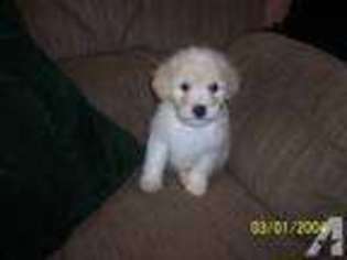 Labradoodle Puppy for sale in CORINTH, WV, USA