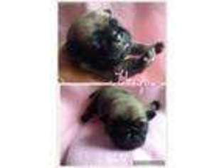 Pug Puppy for sale in Waterloo, IA, USA