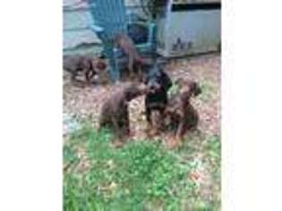Doberman Pinscher Puppy for sale in Conyers, GA, USA