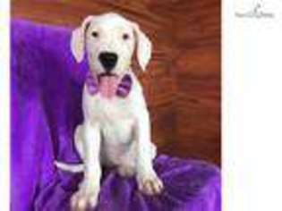 Dogo Argentino Puppy for sale in Lancaster, PA, USA