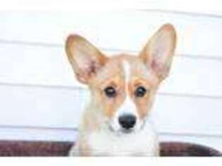 Pembroke Welsh Corgi Puppy for sale in Romulus, NY, USA