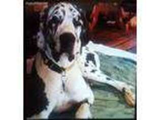 Great Dane Puppy for sale in Greeneville, TN, USA