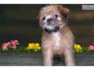 Brussels Griffon Puppy for sale in Saint George, UT, USA