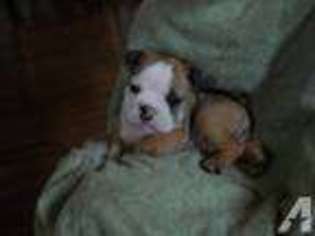 Bulldog Puppy for sale in WILLARD, MO, USA